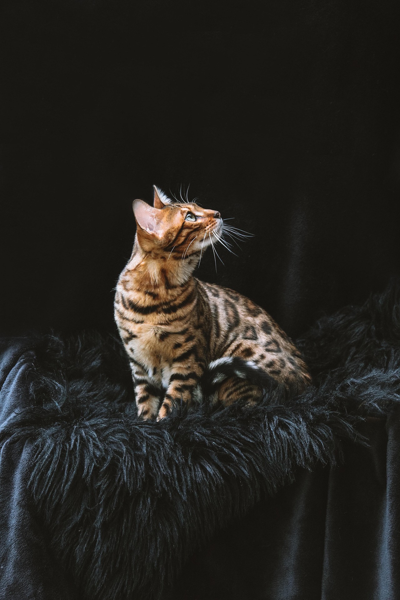 Bengal