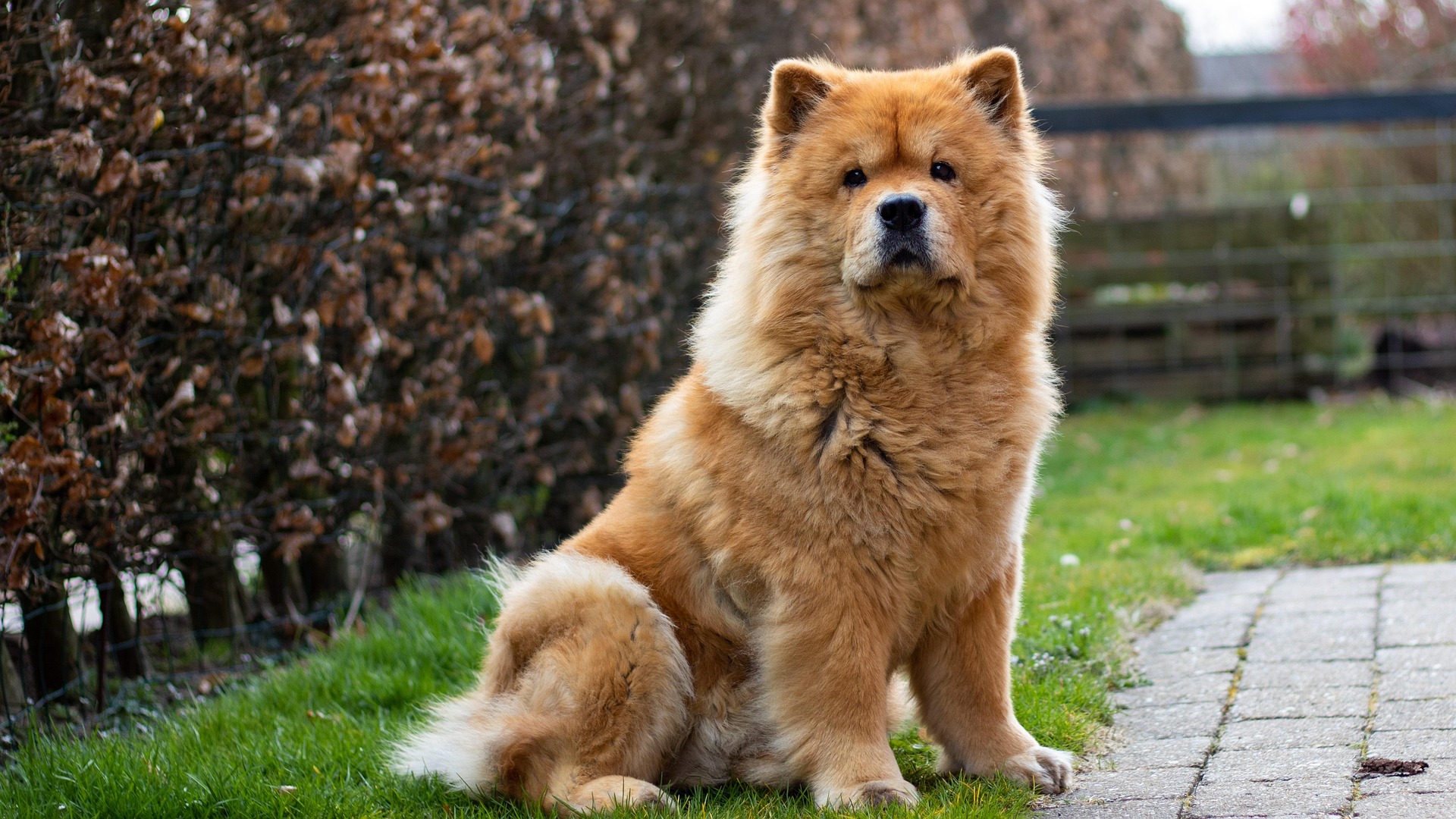 Chow-chow