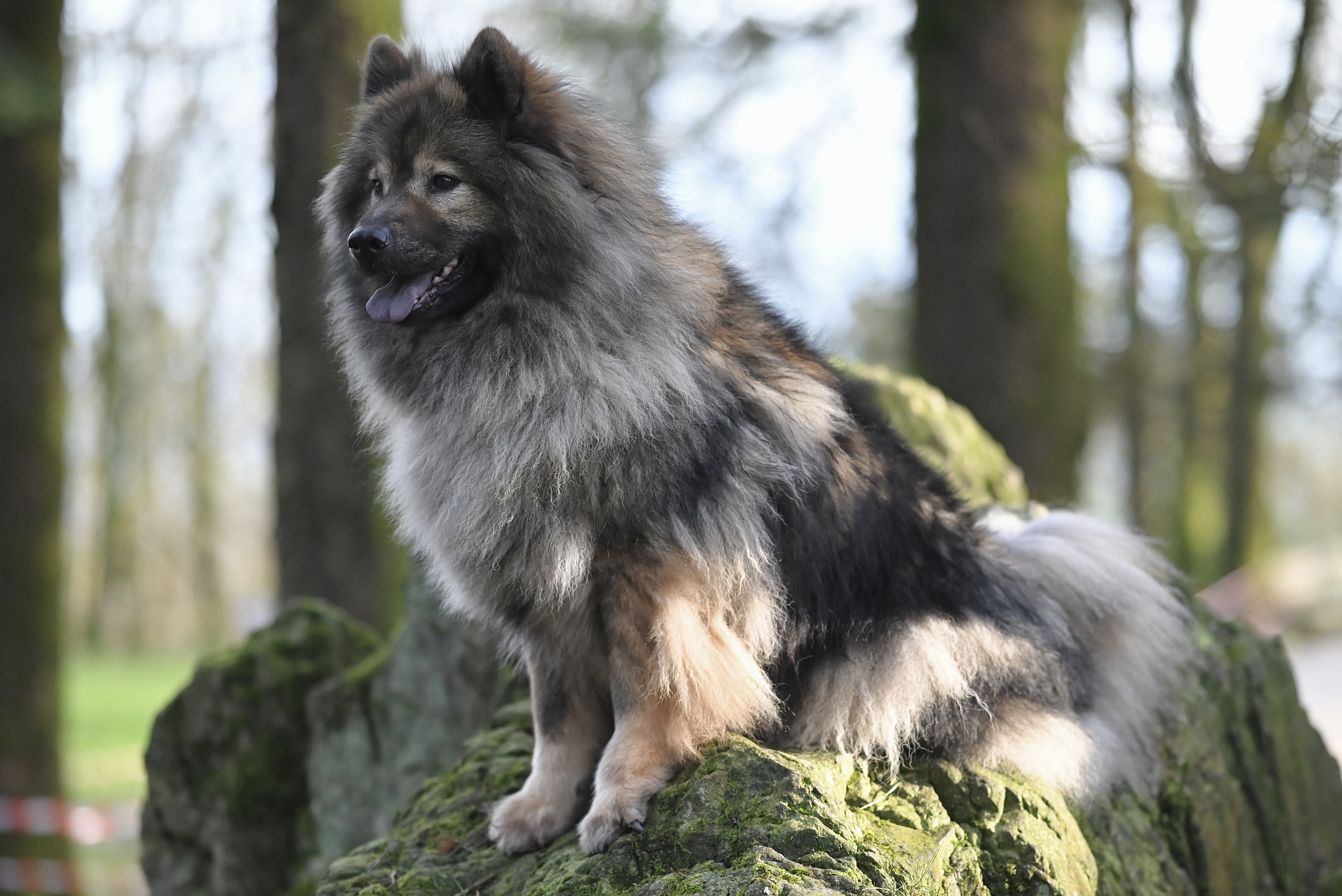 Eurasier
