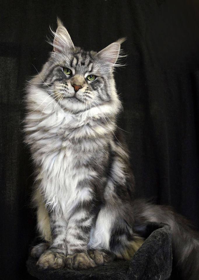 Maine coon