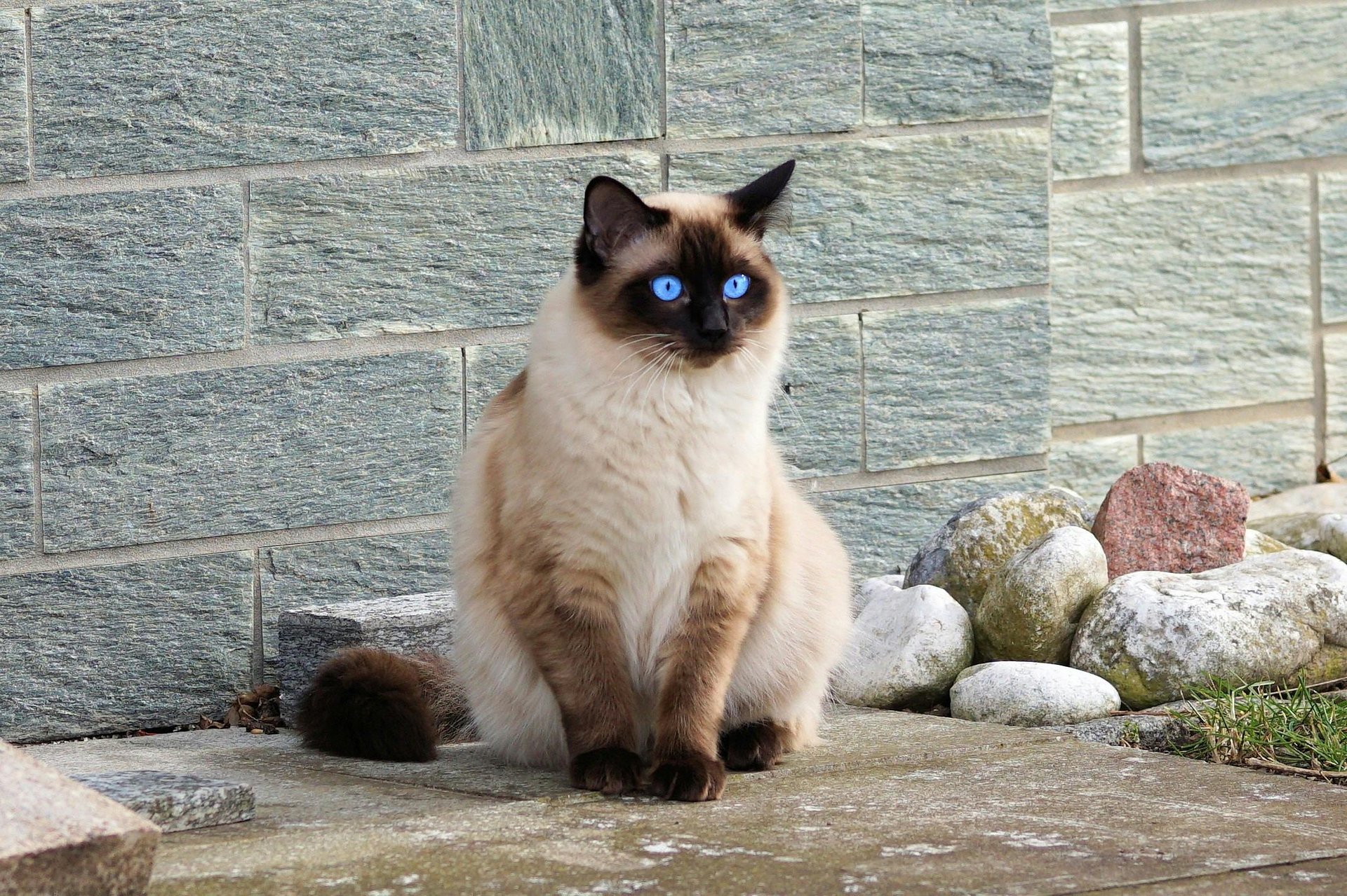 Ragdoll