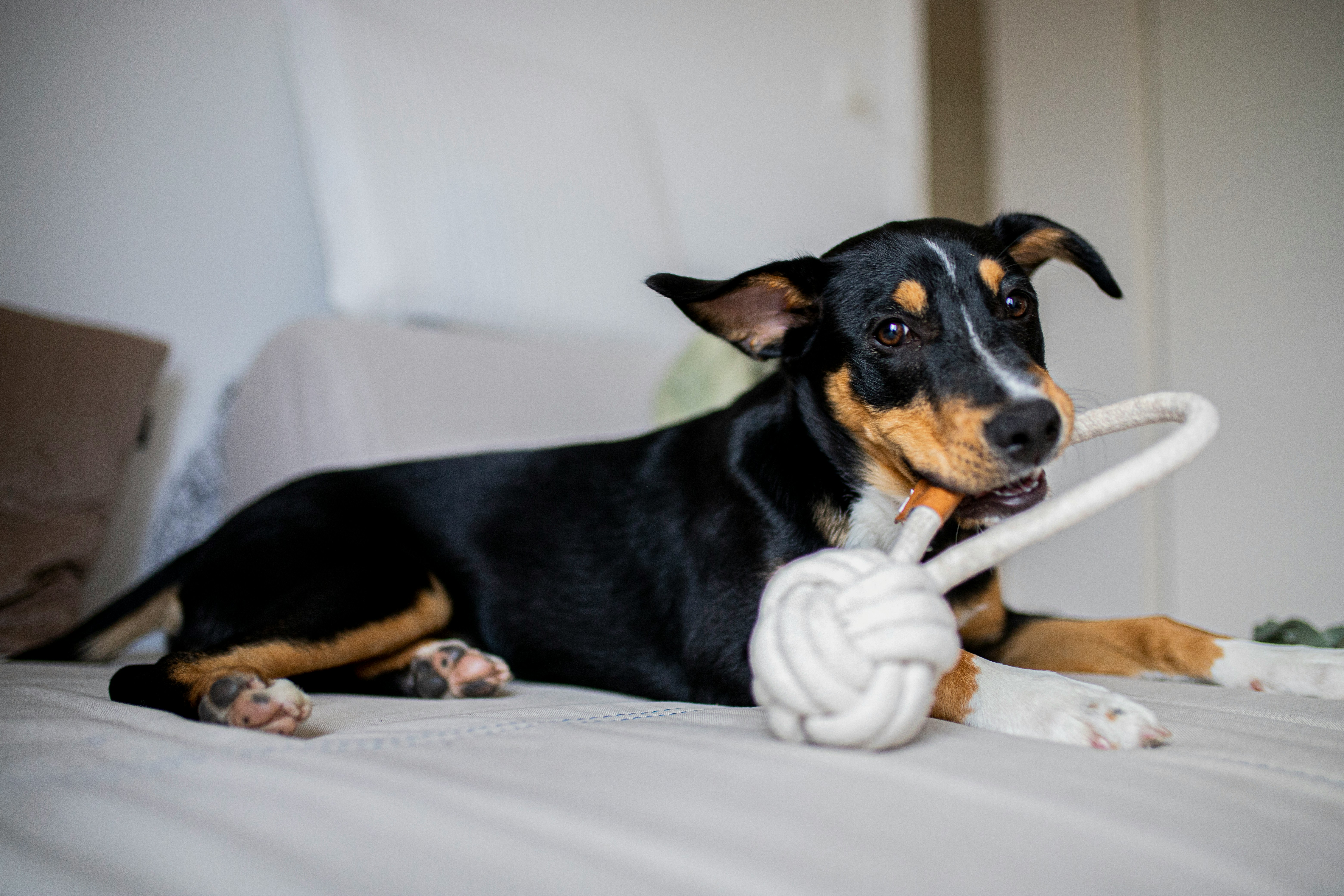 Entlebucher Sennenhund