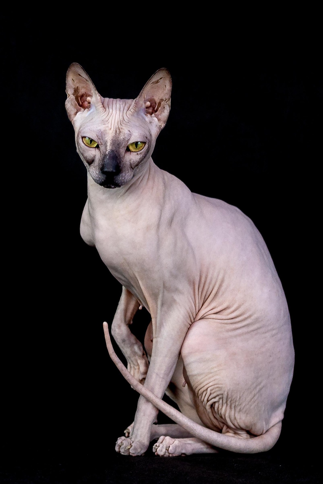 Sfinks