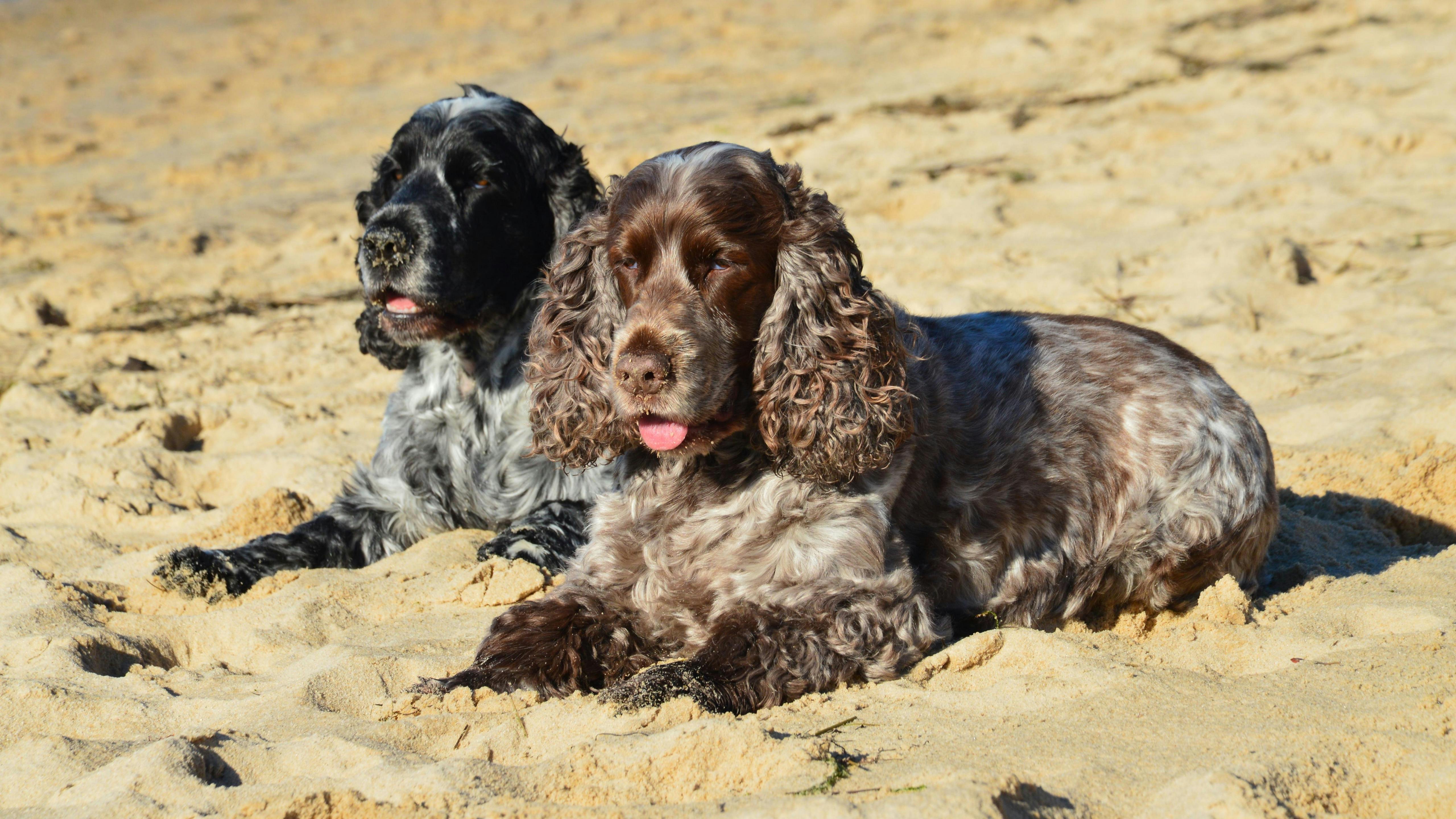 Sussex spaniel